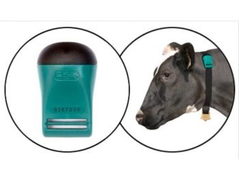 cows-chip