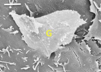 Graphene1