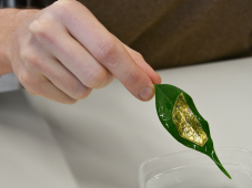 ultra_thin_electronic_membrane