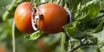 MIXIII-PHYTEC-DONITZA