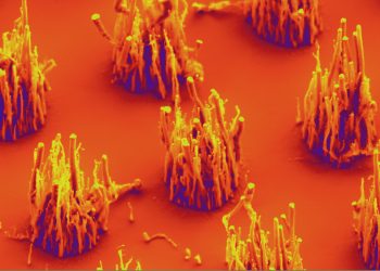 Melechko-carbon-nanofibers-2014-image