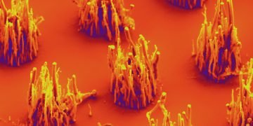 Melechko-carbon-nanofibers-2014-image