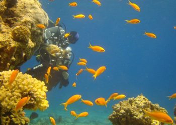 diving_in_eilat_piciwiki