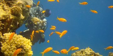 diving_in_eilat_piciwiki