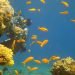 diving_in_eilat_piciwiki