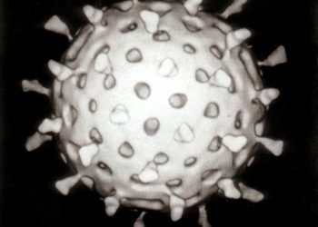 Rotavirus_Reconstruction1