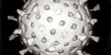 Rotavirus_Reconstruction1