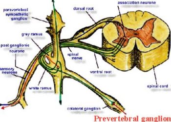 Sympathetic and parasympathetic neurons with ganglion1