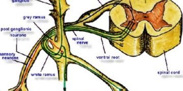 Sympathetic and parasympathetic neurons with ganglion1