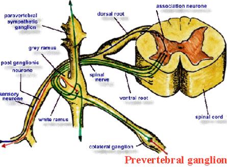 Sympathetic and parasympathetic neurons with ganglion1