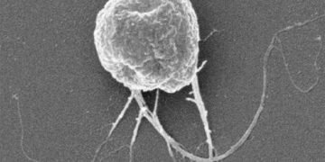 3062901 inline 2 these nanobots can deliver cancer drugs directly to tumors so chemo sucks less and works bet11