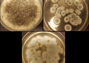 NM252fungi1 768x7121