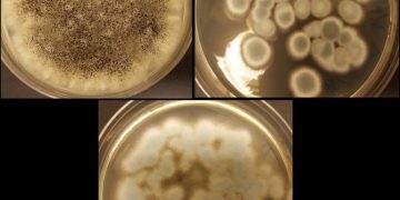 NM252fungi1 768x7121