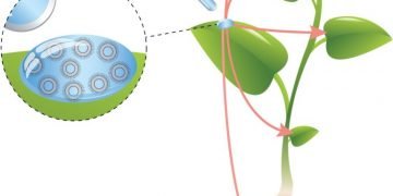 Figure1SHTODER 768x6241