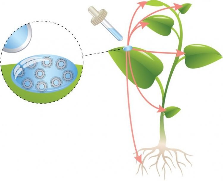 Figure1SHTODER 768x6241