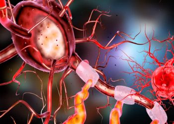 נוירונים. Image by irfan ullah from Pixabay