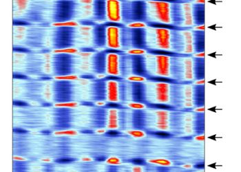 זרמים טופולוגיים וזרמים לא-טופולוגיים באפקט הול הקוונטי בגרפן (הזרמים הטופולוגיים מסומנים בחצים שחורים)