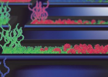 "מפעל חלבונים" על שבב. באדיבות מכון ויצמן