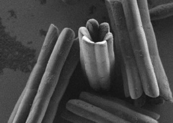 הגבישים החלולים תחת מיקרוסקופ אלקטרונים סורק. צילום: מכון ויצמן