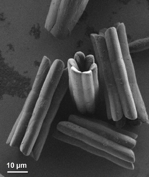הגבישים החלולים תחת מיקרוסקופ אלקטרונים סורק. צילום: מכון ויצמן