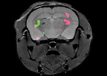 באדיבות החוקרים.