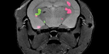 באדיבות החוקרים.
