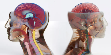 מודלים שהודפסו מדפסות של סטרטסיס. קרדיט סטרטסיס.