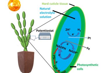 פוטוסינתיזה בשירות האדם. איור באדיבות דוברות הטכניון והחוקרים.