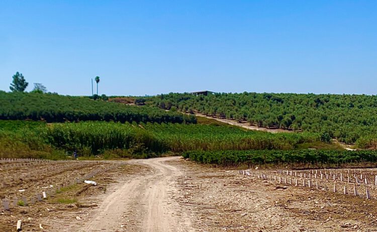 כרמי יקב מוני בנחל שורק. משני צידי הדרך גפנים צעירות שנשתלו לאחרונה צילום: שלמה גרדמן